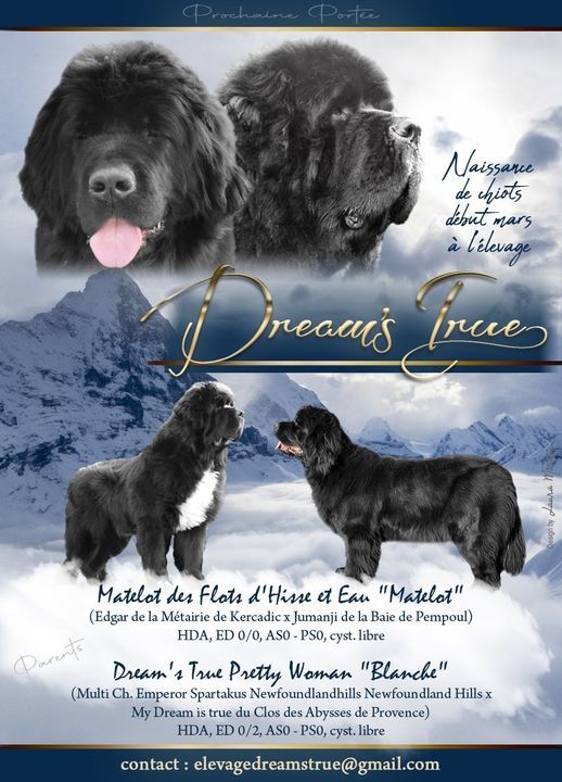 Dream's True - Blanche x Matelot 