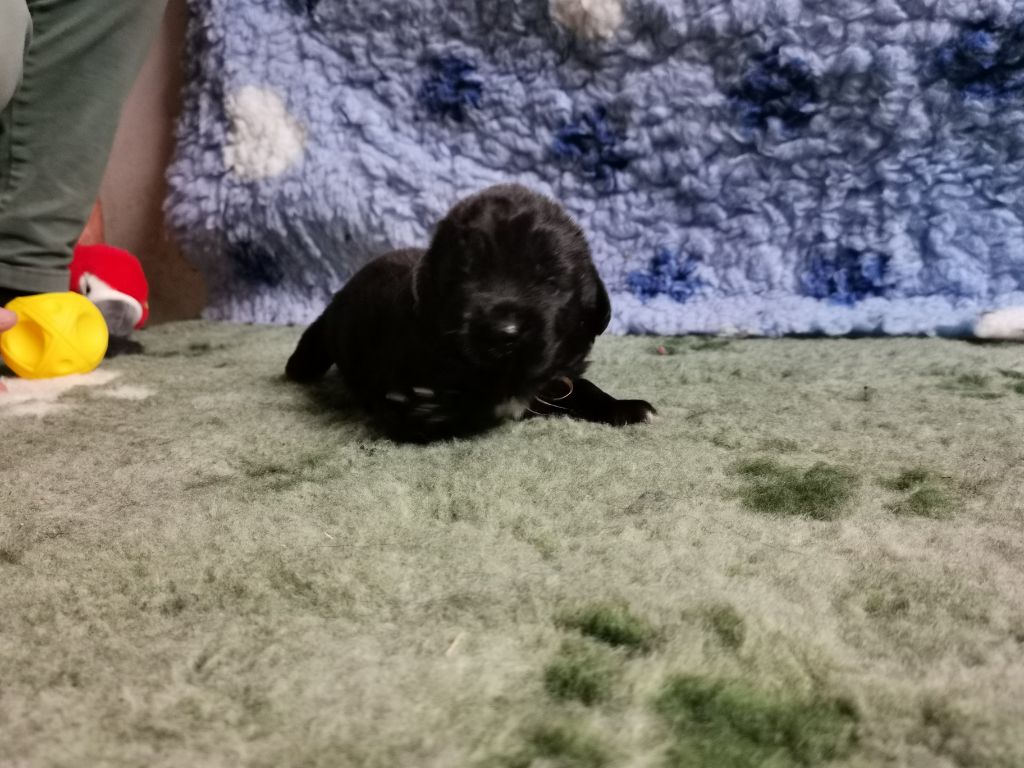 Dream's True - Chiots disponibles - Terre-neuve