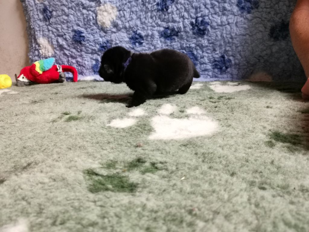 Dream's True - Chiots disponibles - Terre-neuve
