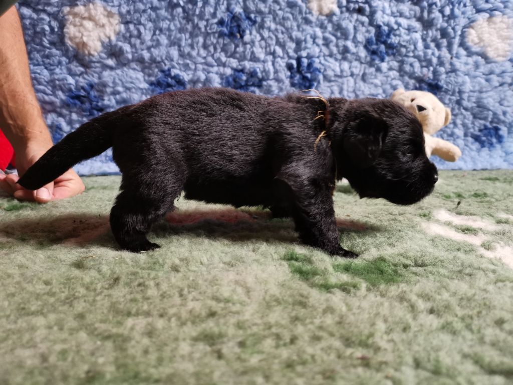 Dream's True - Chiots disponibles - Terre-neuve
