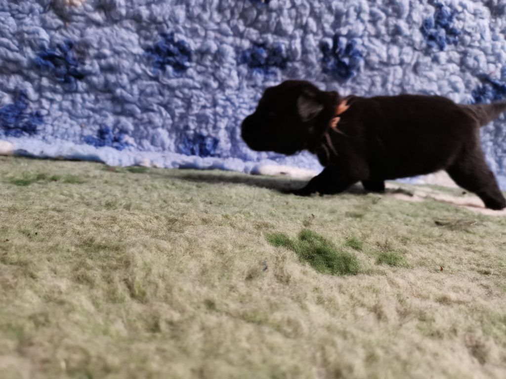 Dream's True - Chiots disponibles - Terre-neuve