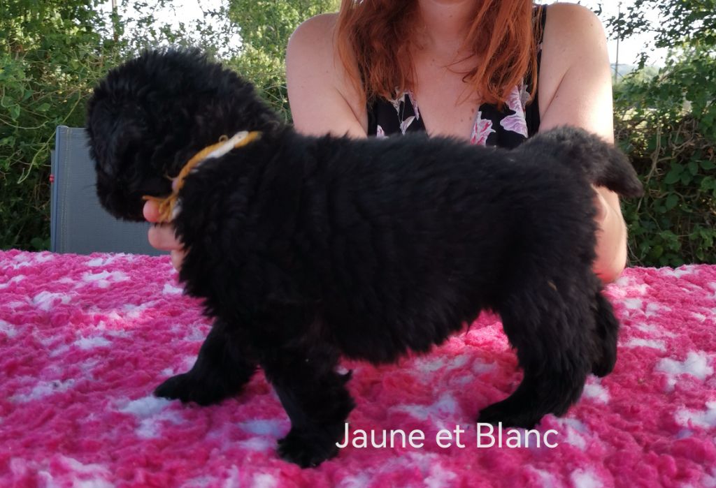 Dream's True - Chiots disponibles - Terre-neuve