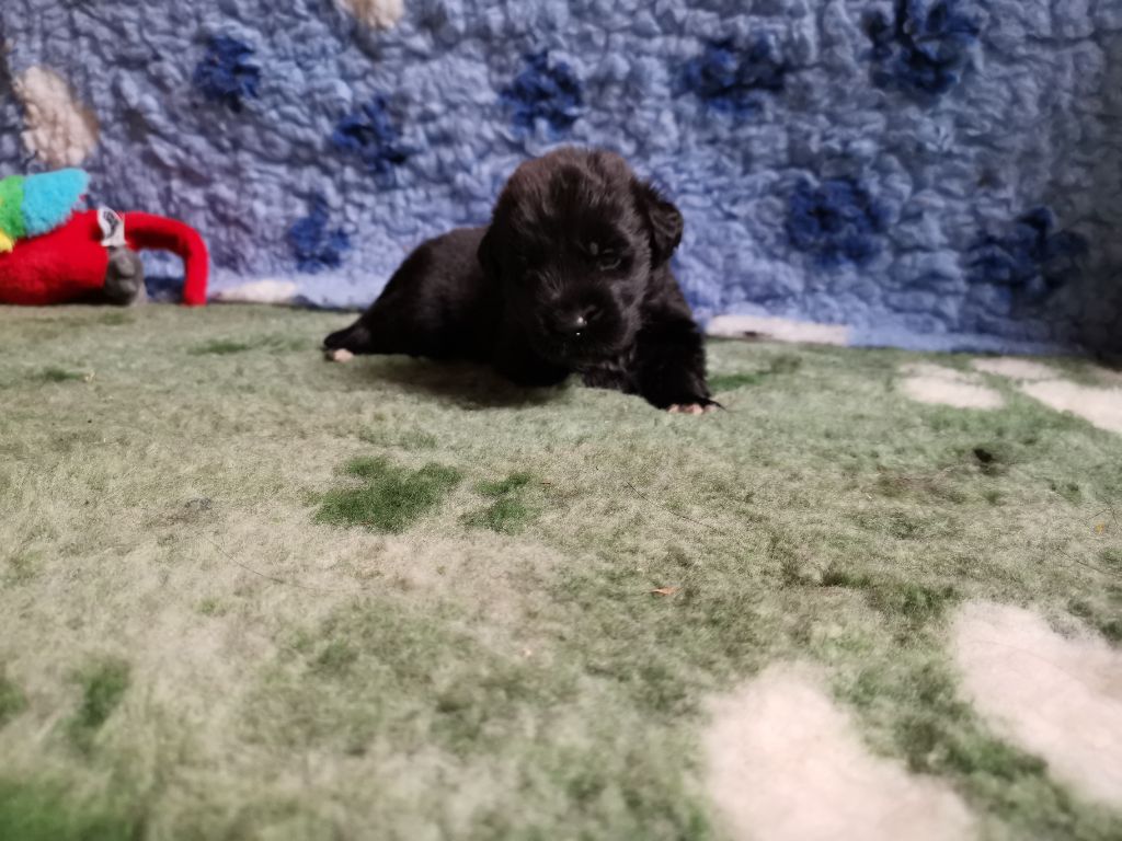 Dream's True - Chiots disponibles - Terre-neuve