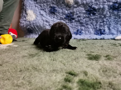 CHIOT