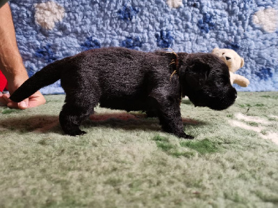 CHIOT