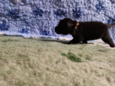CHIOT