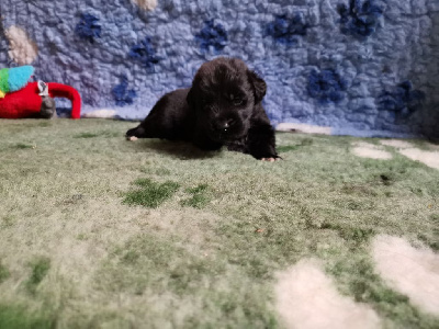 CHIOT
