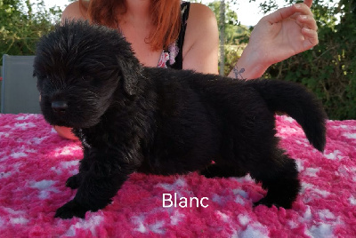 CHIOT