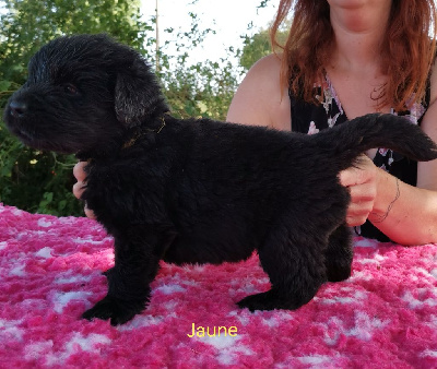 CHIOT