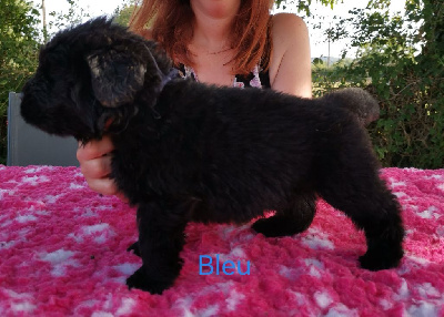 CHIOT