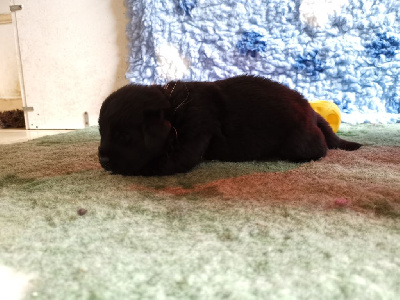 CHIOT