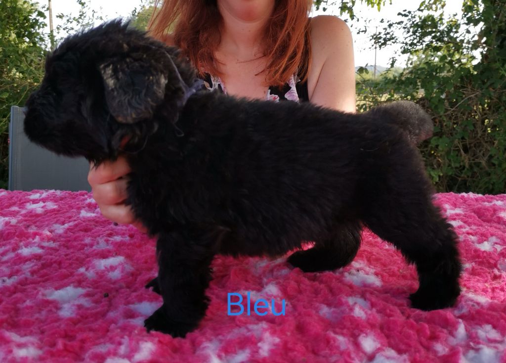 Dream's True - Chiots disponibles - Terre-neuve