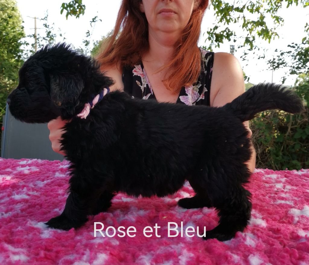 Dream's True - Chiots disponibles - Terre-neuve