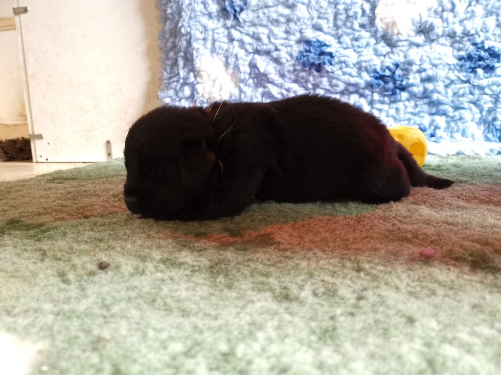 Dream's True - Chiots disponibles - Terre-neuve